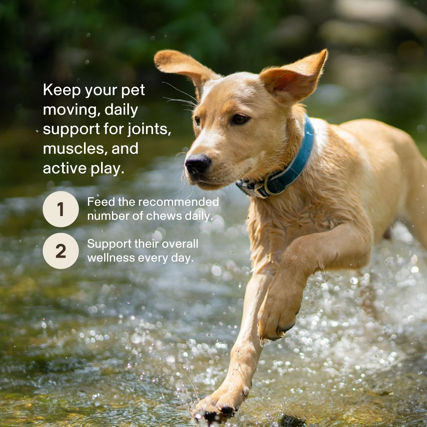 Mushroom Mobility Pet Chews - Image 4