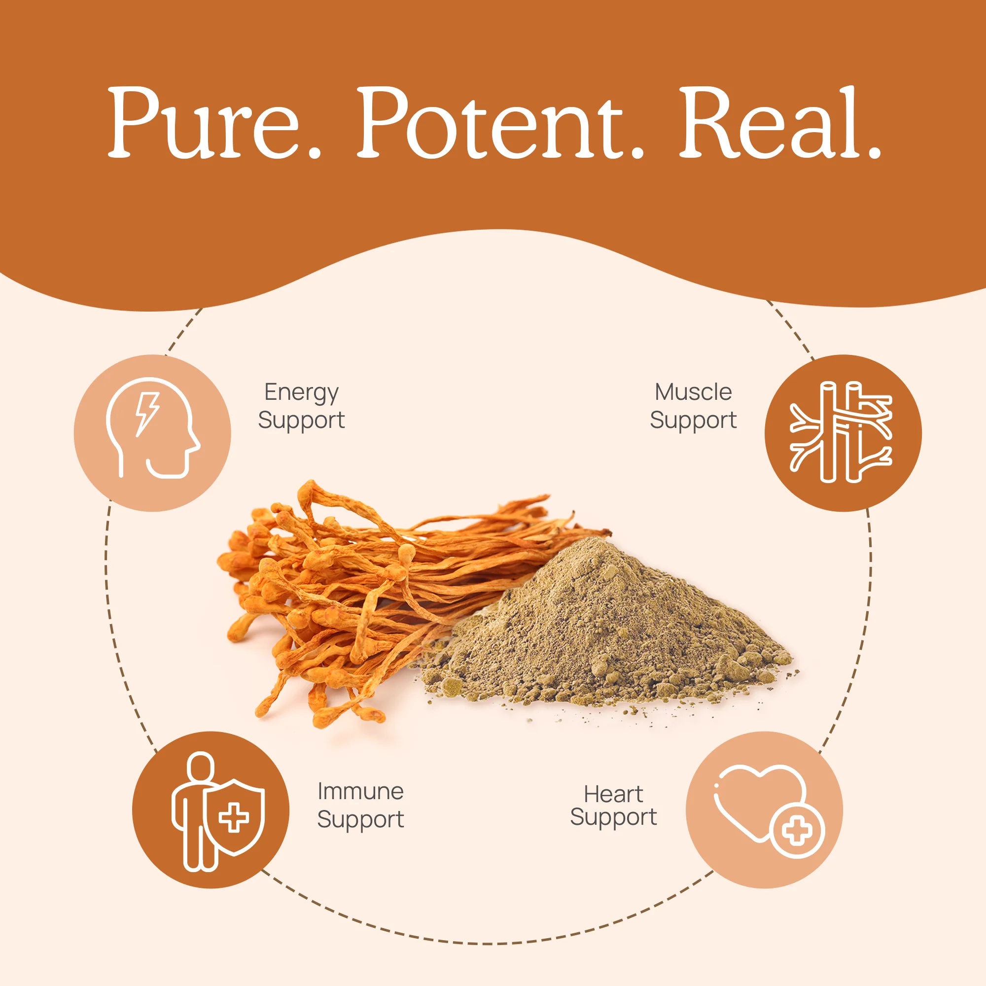 Organic Cordyceps Mushroom Extract Powder for Pets - Image 4