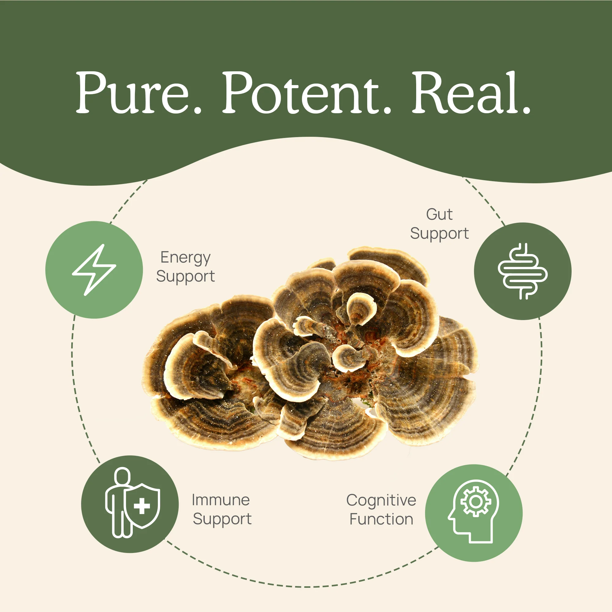Turkey Tail Mushroom Extract Powder for Pets - Image 5